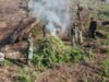 Tim Gabungan Kodam Iskandar Muda Musnahkan 50 Hektare Ladang Ganja di Kawasan Hutan Lindung Nagan Raya