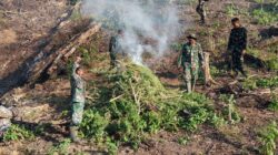 Tim Gabungan Kodam Iskandar Muda Musnahkan 50 Hektare Ladang Ganja di Kawasan Hutan Lindung Nagan Raya