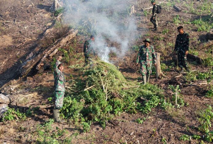 Tim Gabungan Kodam Iskandar Muda Musnahkan 50 Hektare Ladang Ganja di Kawasan Hutan Lindung Nagan Raya