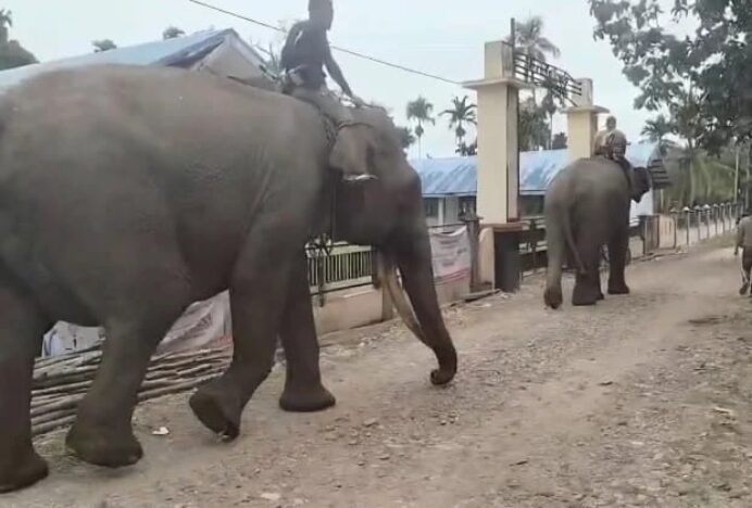BPBD dan BKSDA Pasang GPS Collar untuk Pantau Gajah Liar Aceh Barat