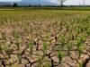 Kemarau di Aceh Besar, Ribuan Hektar Sawah Mengering, Warga Pekan Bada Krisis Air
