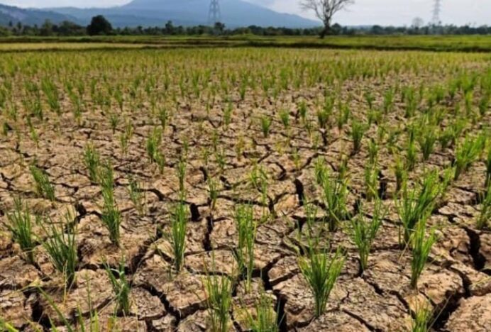 Kemarau di Aceh Besar, Ribuan Hektar Sawah Mengering, Warga Pekan Bada Krisis Air