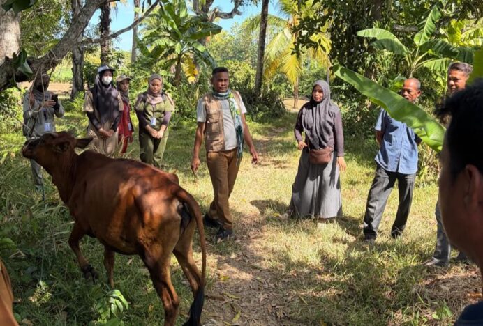Dinas Pertanian Aceh Besar Targetkan Vaksinasi PMK untuk 50 Ekor Sapi di Ingin Jaya