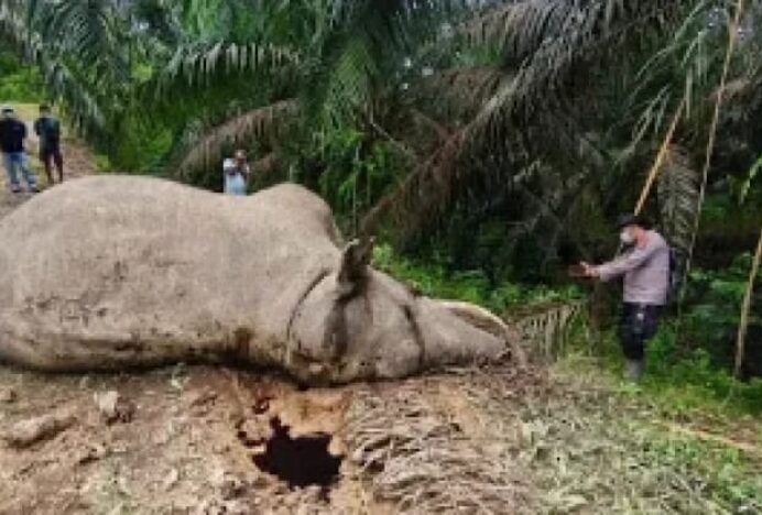 FJL dan JGN Desak BKSDA Investigasi Menyeluruh Penyebab Kematian Gajah di Aceh