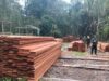 Hutan Habitat Harimau Sumatra Dibabat, Kemenhut Tetapkan Enam Tersangka