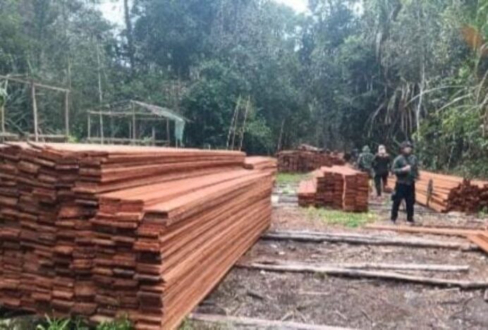 Hutan Habitat Harimau Sumatra Dibabat, Kemenhut Tetapkan Enam Tersangka