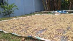 Harga Gabah Kopi Arabika di Gayo Lues Bergerak Naik, Segini Harga Jual