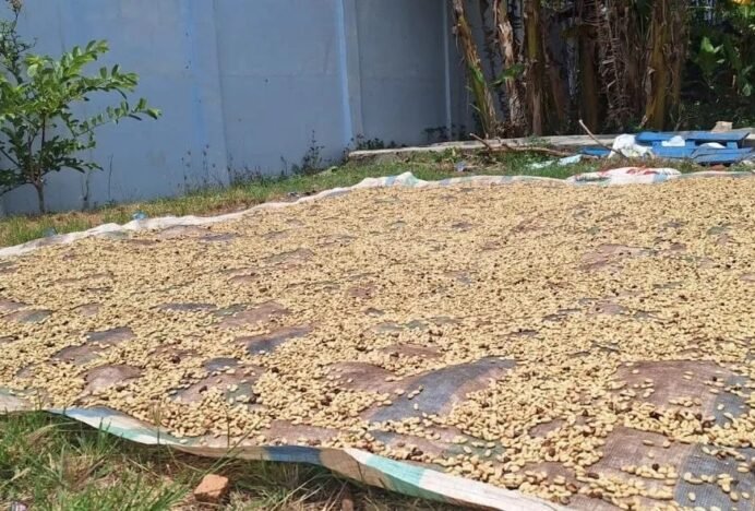 Harga Gabah Kopi Arabika di Gayo Lues Bergerak Naik, Segini Harga Jual