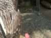 Penyakit Mendadak Serang Ayam Kampung Warga Tamping, Peternak Resah Jelang Maulid