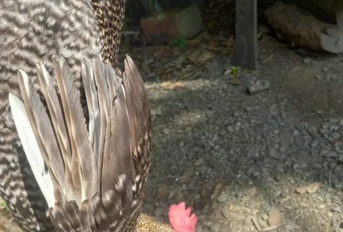 Penyakit Mendadak Serang Ayam Kampung Warga Tamping, Peternak Resah Jelang Maulid