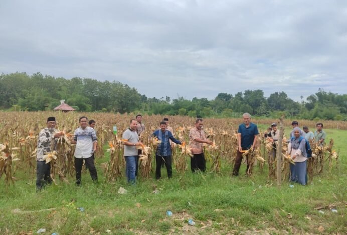 Kompak! Warga Lambeutong Gelar “Panen Raya Jagung”, Koordinator Lapangan “Dirui Hate-Hate Wate Takalon Kompak Aneuk Muda/i dan Warga Masyarakat”