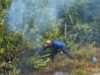 Kebakaran Lahan Blang Raya di Lhokseumawe Berhasil Dipadamkan
