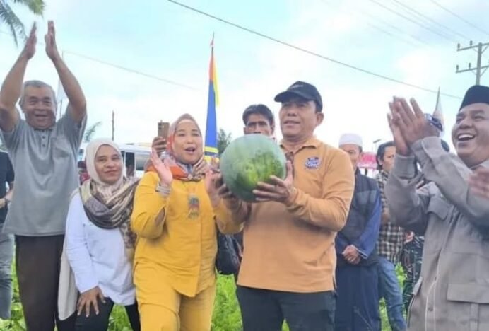 Panen 25 Ton Semangka tanpa Biji Dorong Ekonomi Petani Simeulue