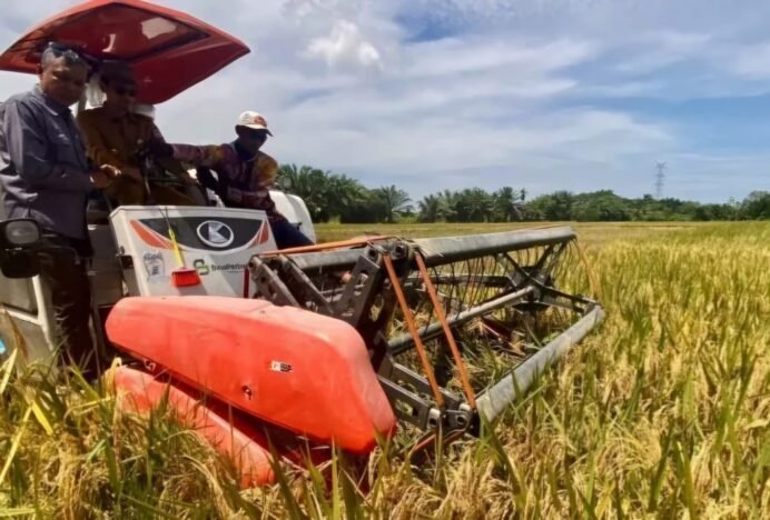 Bupati Aceh Barat Sebut 6.000 Ha Sawah Siap untuk Panen Tahun Ini
