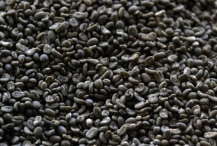 Kopi Gayo Aceh Jadi Nomor 1 Terbaik di Asia, Ke-5 di Dunia