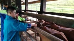 Jamin Mutu Bibit Sapi Aceh, Kementan Gelar Sertifikasi SNI di BPTU HPT Indrapuri