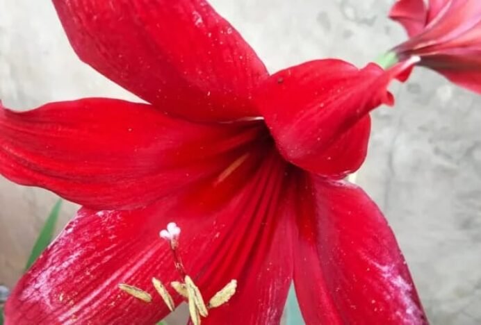Amarilis Merah, Bunga Musiman dari Hutan Tropis yang Rutin Mekar