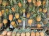 Nanas Toa, Si Manis dari Pegasing yang Diburu Wisatawan