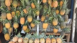 Nanas Toa, Si Manis dari Pegasing yang Diburu Wisatawan