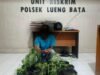 Pria di Banda Aceh Tanam Ganja di Pekarangan Rumah Diamankan Polisi