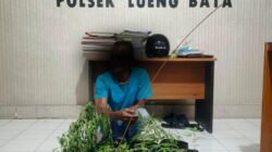 Pria di Banda Aceh Tanam Ganja di Pekarangan Rumah Diamankan Polisi