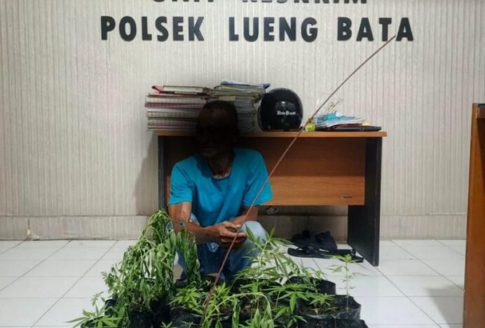 Pria di Banda Aceh Tanam Ganja di Pekarangan Rumah Diamankan Polisi