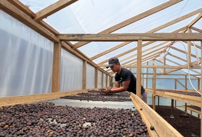 Pemberdayaan Petani Kopi Dorong Pemulihan Ekonomi di Gayo Lues