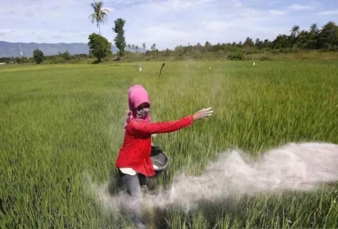 Dinas Pertanian Simeulue Evaluasi Distribusi Pupuk Subsidi