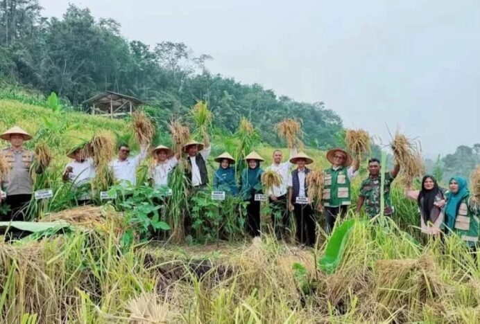 Pemkab: 90 Persen Sawah di Aceh Timur Gunakan Benih Inpari 32