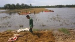 Petani Aceh Tamiang Terpaksa Panen Padi di Tengah Banjir
