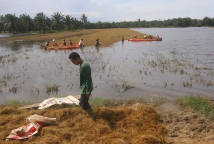 Petani Aceh Tamiang Terpaksa Panen Padi di Tengah Banjir